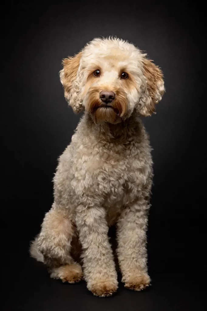 fraeulein ruhle hund fotoshooting wedel hamburg labdradoodle