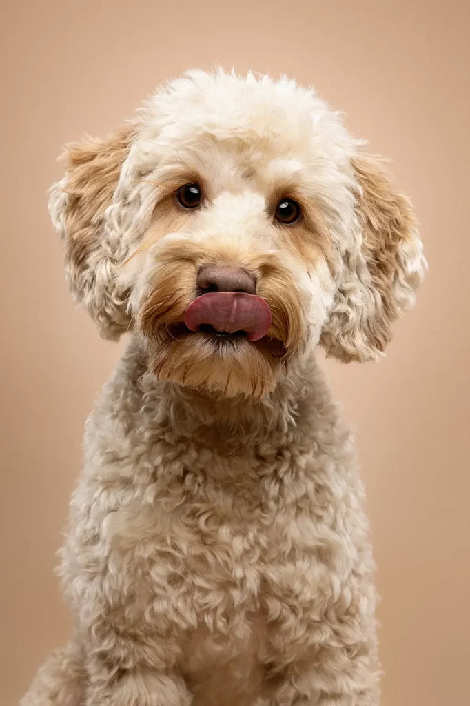 fraeulein ruhle hund fotoshooting wedel hamburg labdradoodle