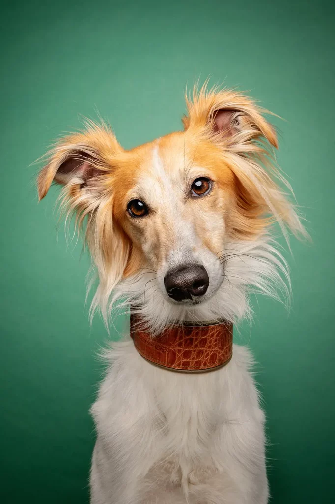 fraeulein ruhle hundefotografie wedel hamburg silken windsprite