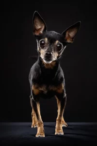 fraeulein ruhle hundefotografie wedel hamburg toy terrier 439