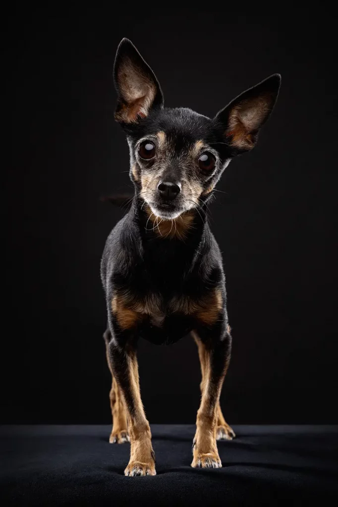 fraeulein ruhle hundefotografie wedel hamburg toy terrier 439