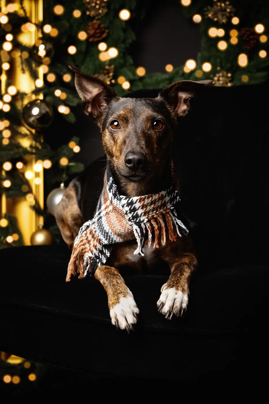 fraeulein ruhle weihnachten fotoshooting aktionen atelier wedel hamburg