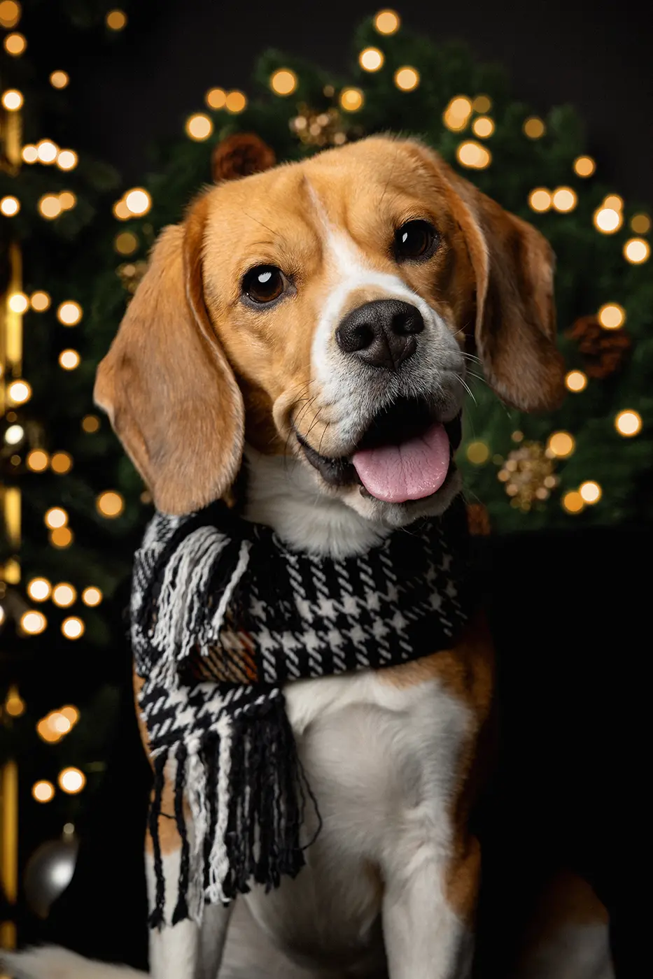 fraeulein ruhle hundefotoshooting aktionen wedel hamburg weihnachten beagle 428