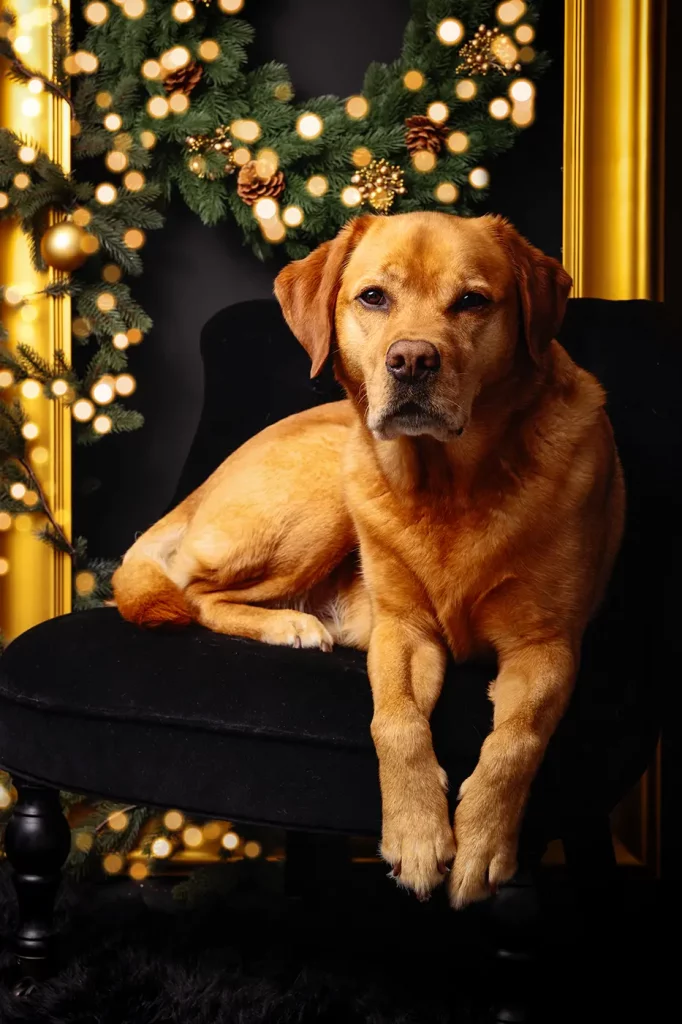 fraeulein ruhle hundefotoshooting wedel hamburg weihnachten labrador 378