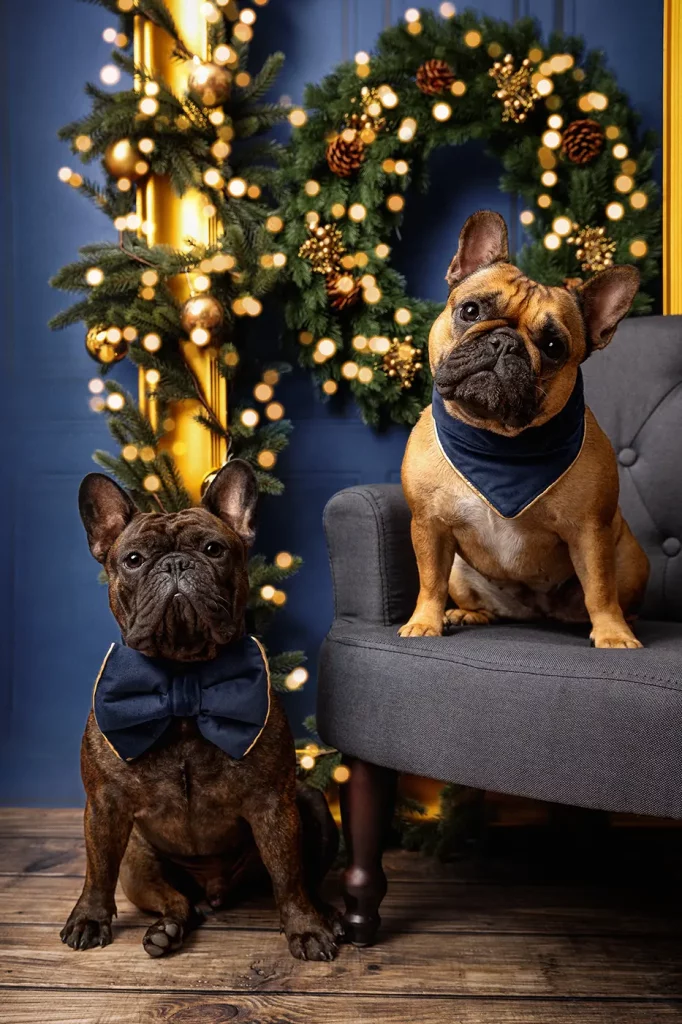 fraeulein ruhle hundefotografie weihnachtsshooting hamburg