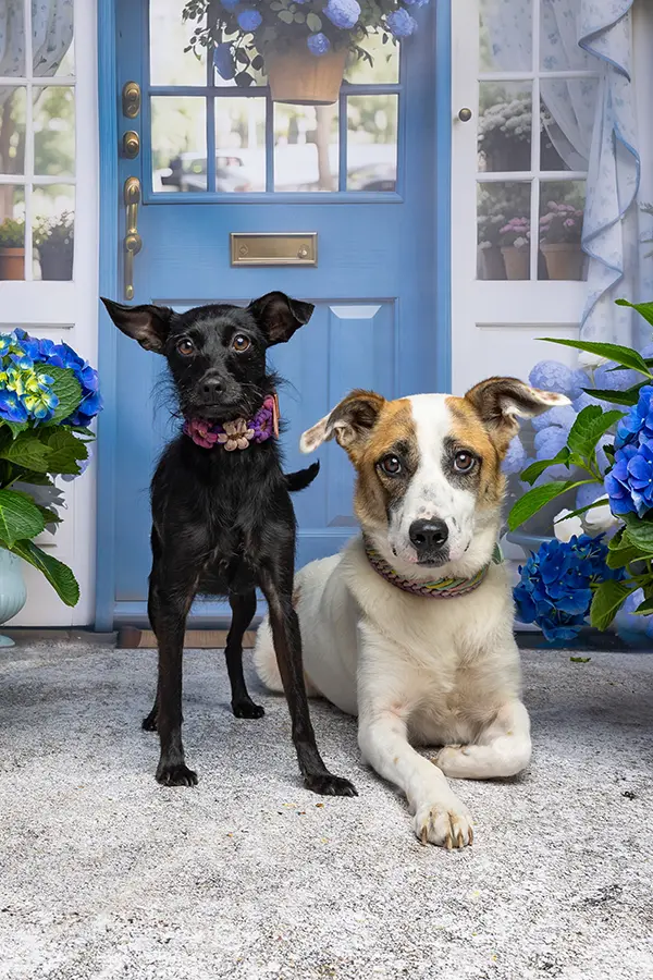 fraeulein ruhle hundefotografie zooroyal hamburg niendorf
