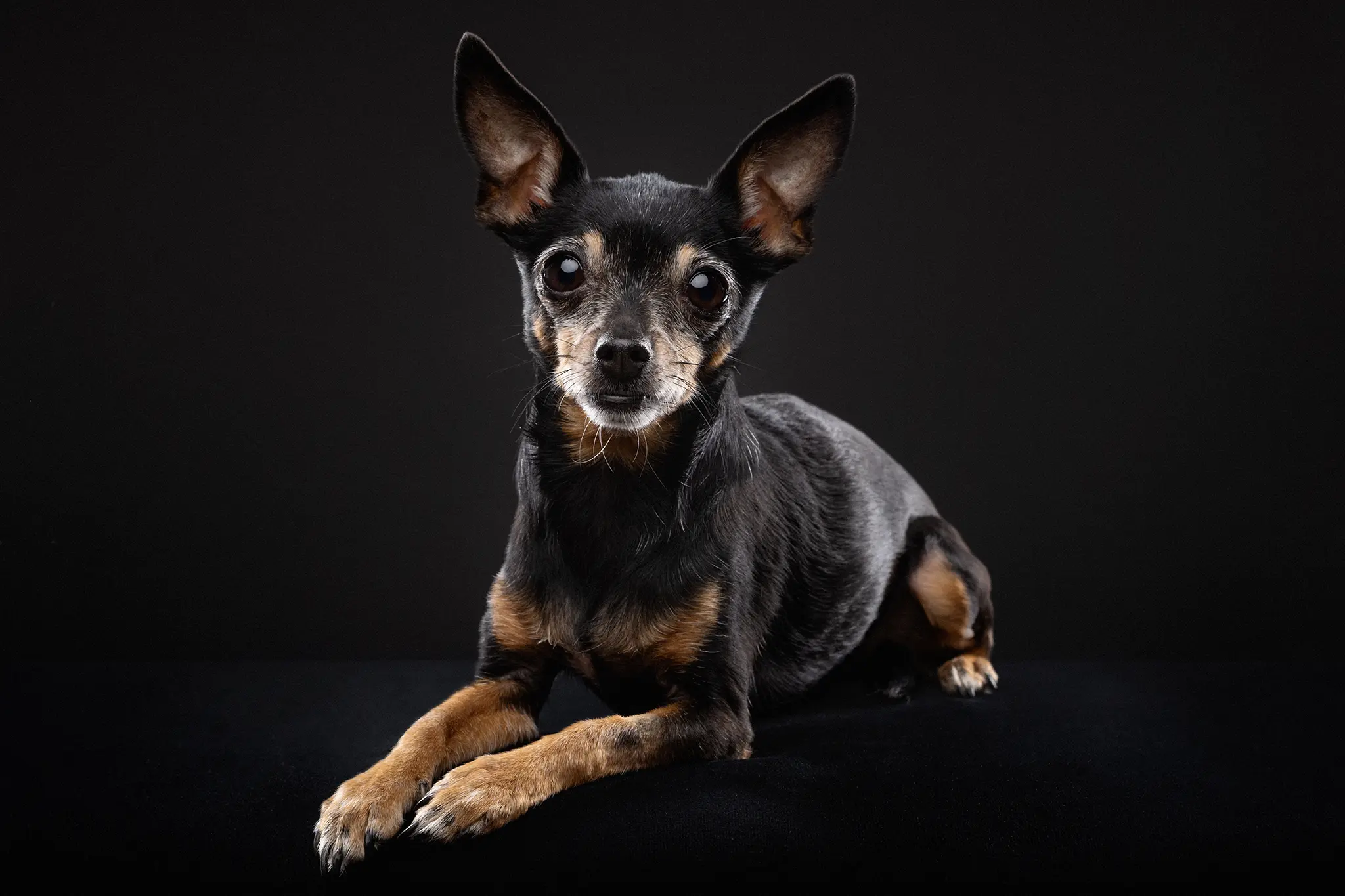 fraeulein ruhle hundefotoshooting wedel hamburg toy terrier aktionstag hundeschule studio