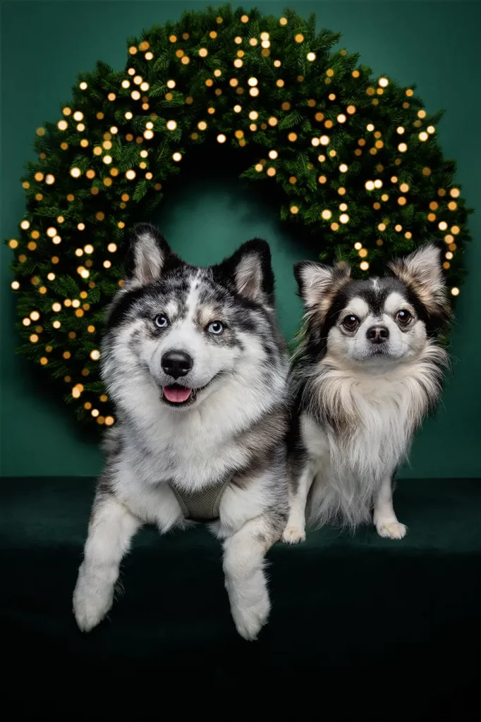 fraeulein ruhle hundefotoshooting weihnachten hamburg