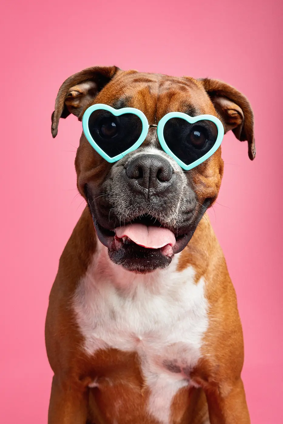 fraeulein ruhle tierfotografie wedel hamburg boxer 329