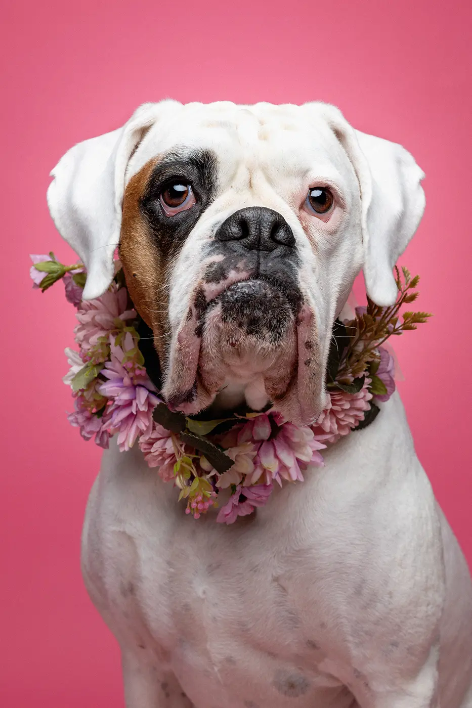 fraeulein ruhle tierfotografie wedel hamburg boxer 94