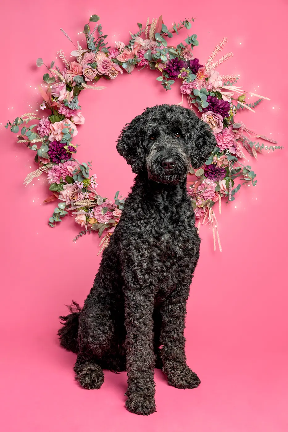 fraeulein ruhle tierfotografie wedel hamburg koenigspudel snutenliebe