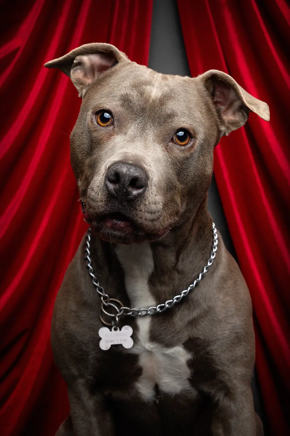 fraeulein ruhle tierfotografie wedel hamburg tiermesse valentinstag 247