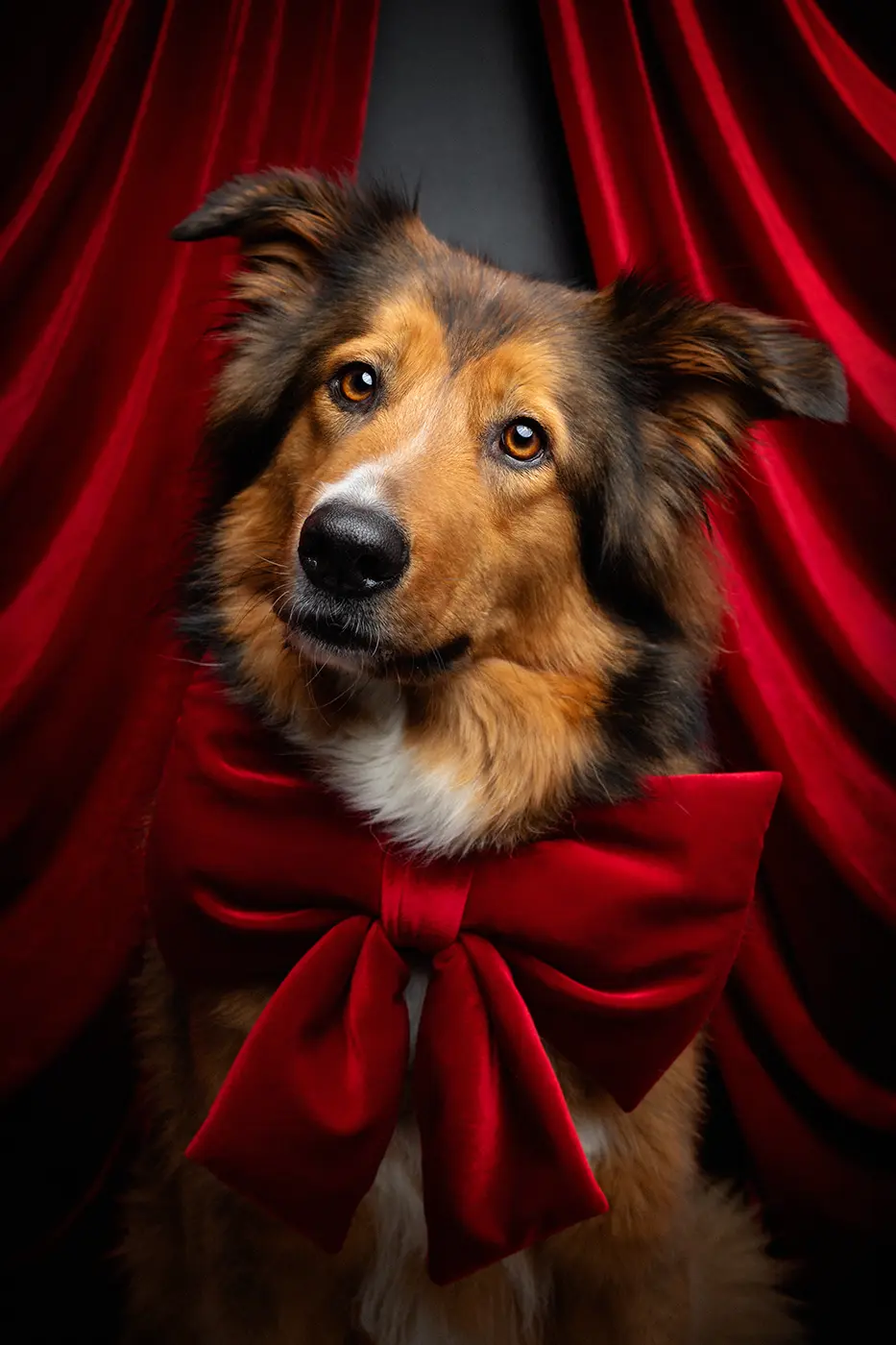 fraeulein ruhle tierfotografie wedel hamburg tiermesse valentinstag 251