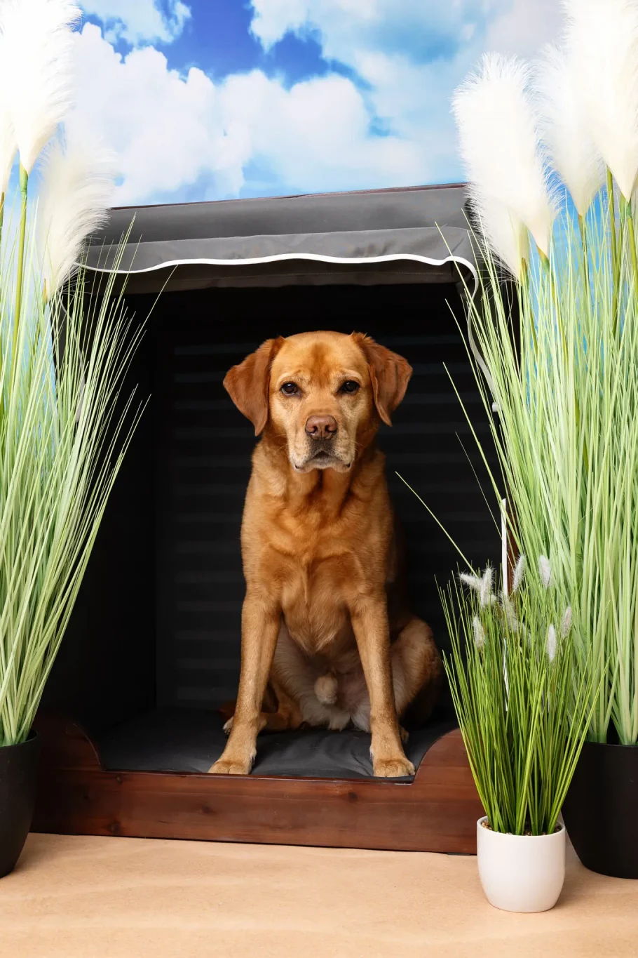 Fraeulein Ruhle Hundefotografie Hamburg Wedel ZooRoyal Labrador in den Dünen