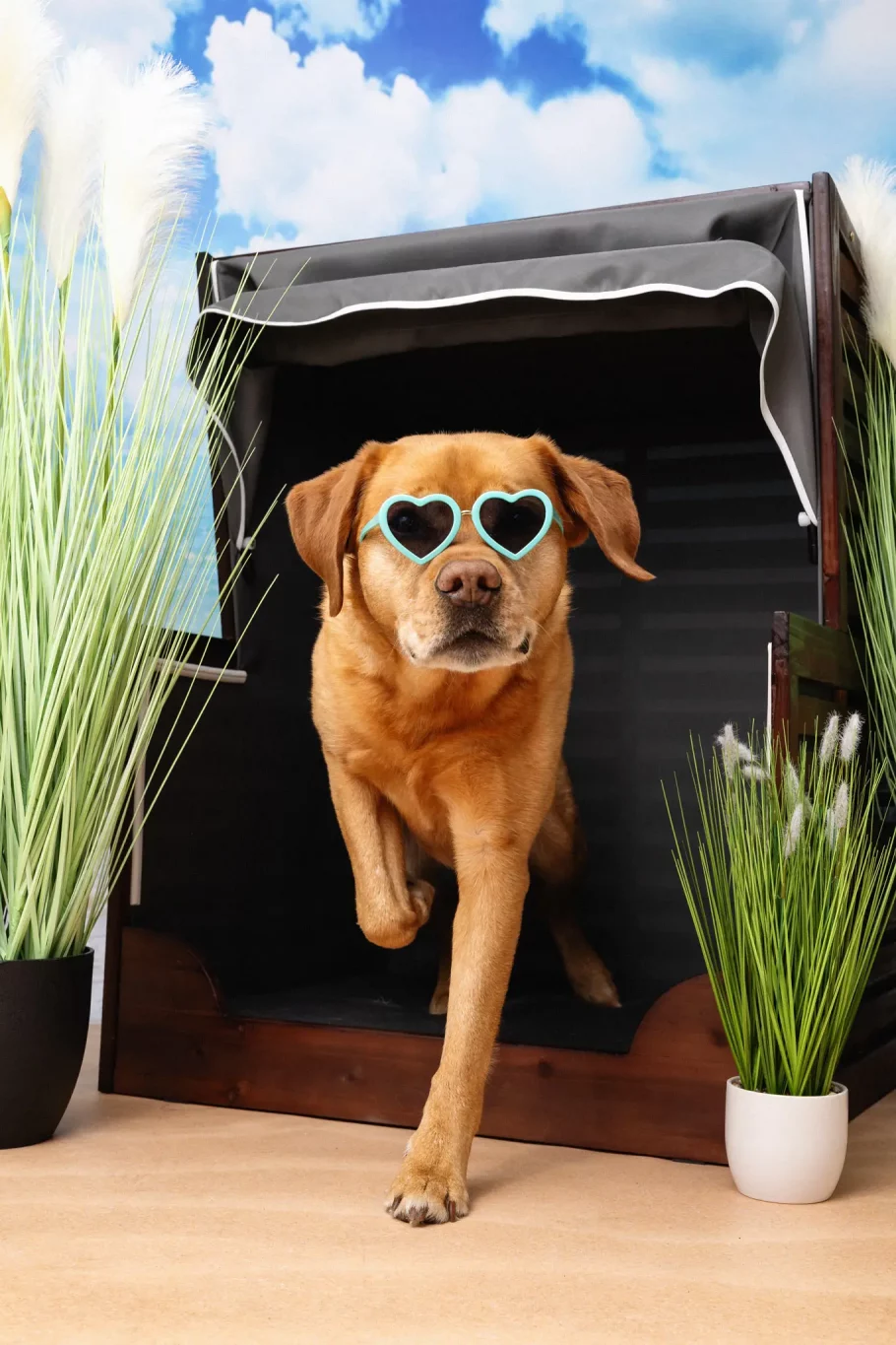 Fraeulein Ruhle Hundefotografie Hamburg Wedel ZooRoyal Labrador mit Sonnenbrille im Sommerfotoshooting