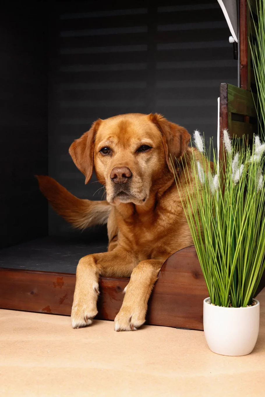 Fraeulein Ruhle Hundefotografie Hamburg Wedel ZooRoyal Labrador liegt im Strandkorb