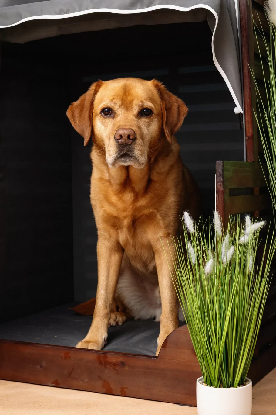 Fraeulein Ruhle Hundefotografie Hamburg Wedel ZooRoyal Labrador im Strandkorb
