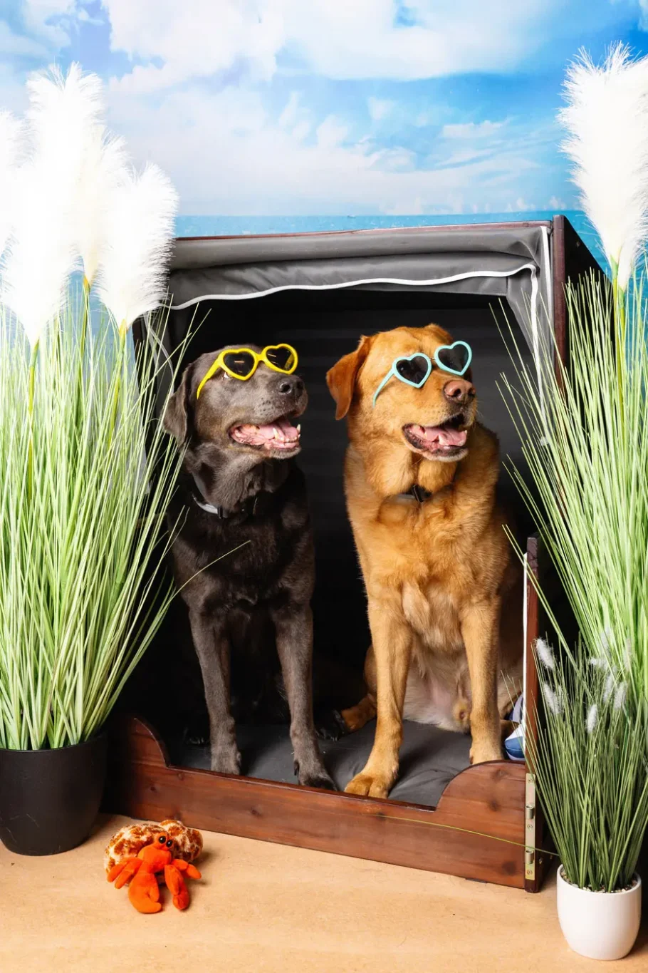 fraeulein ruhle hundfotografie hamburg zooroyal sommerfest labrador