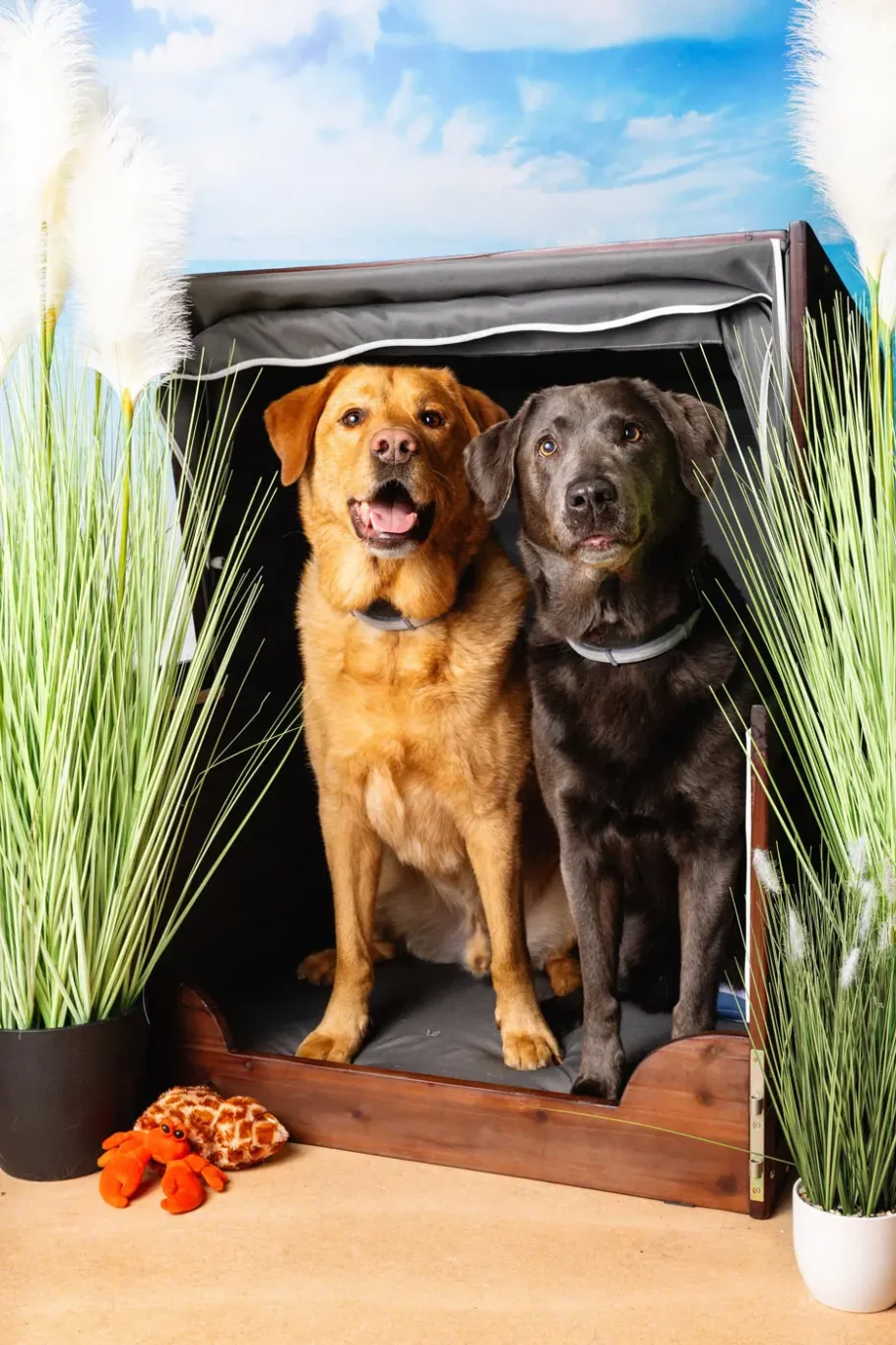 fraeulein ruhle hundfotografie hamburg zooroyal sommerfest labrador
