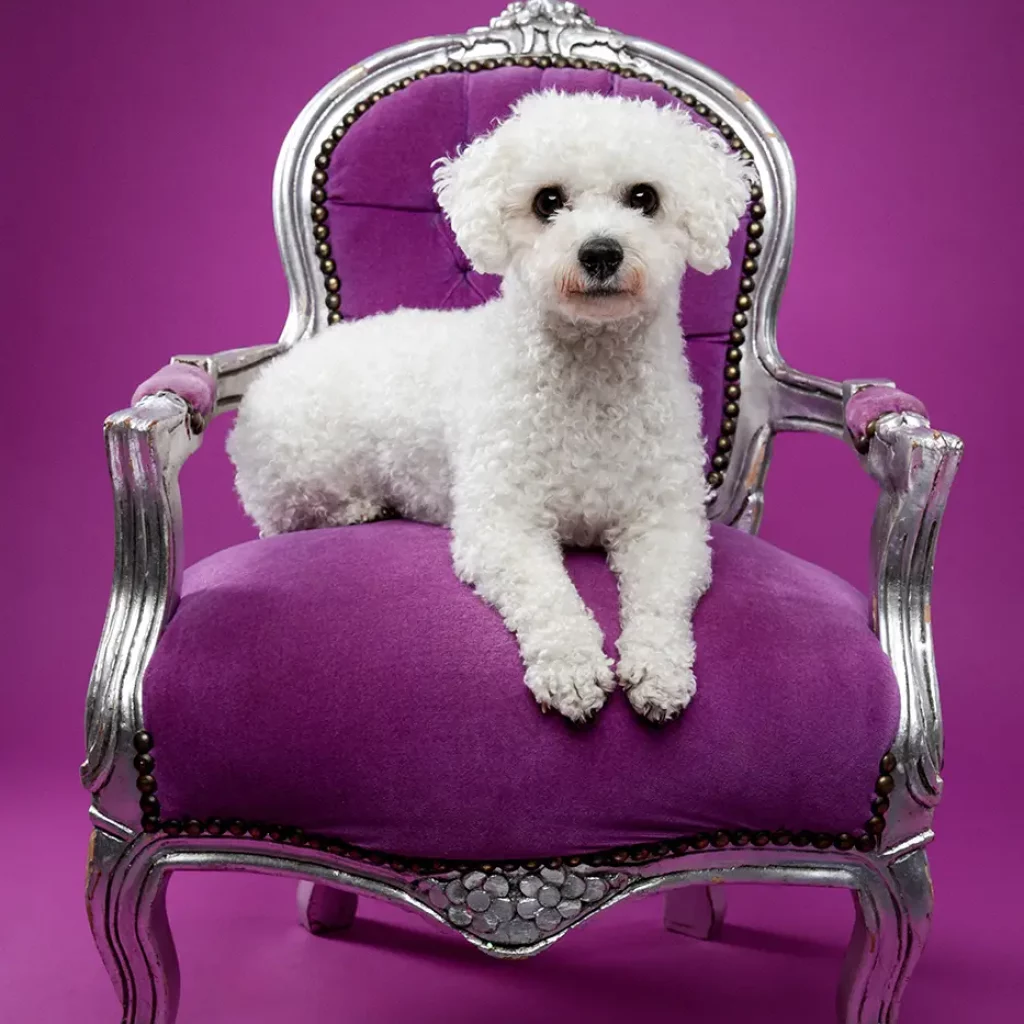 fraeulein ruhle hundefotoshooting wedel hamburg bichon frise aktionstag hundeschule studio