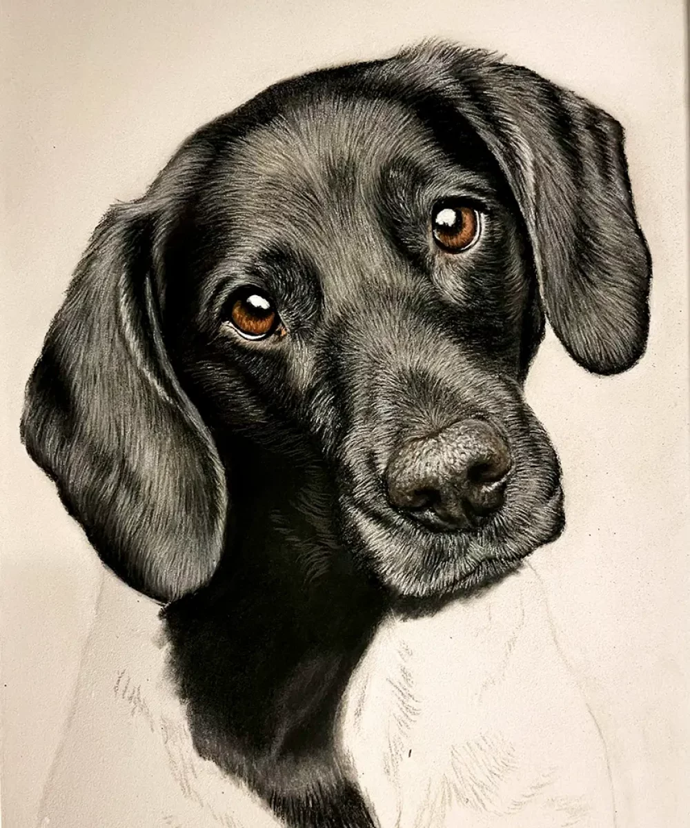 fraeulein ruhle hundefotografie wedel hamburg