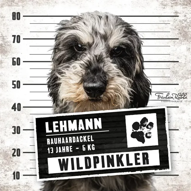 fraeulein ruhle hundefotografie wedel hamburg knast dog rauhaardackel 15