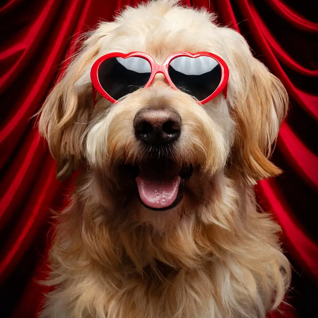 fraeulein ruhle tierfotografie wedel hamburg tiermesse valentinstag 246