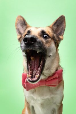 Ein Portrait eines Schäferhundes der mit aufgerissenem Maul ein Leckerchen auffängt.