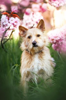Ein Mischlingshund sitzt im Gras vor wunderschönen Kirschblüten.