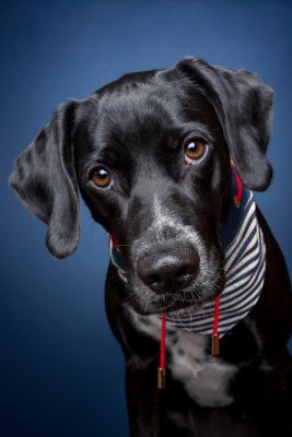 Ein Portrait eines schwarzen Hundes vor einem dunkelblauen Fotohintergrund.