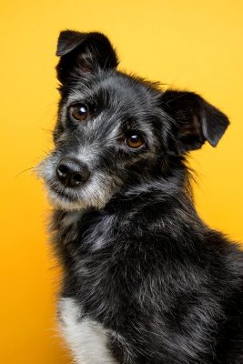 Ein Portrait eines schwarzen Hundes vor einem gelben Fotohintergrund.