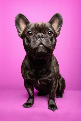 Ein Portrait einer französischen Bulldogge vor einem pinken Fotohintergrund.